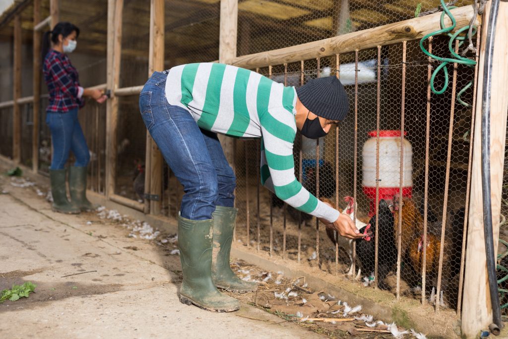 chicken-diseases-that-affect-humans